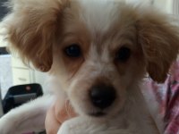 Yavru köpeğimizi sahiplendirmek istiyorum