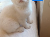 Scottish fold 3 aylık kedimiz