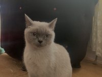 1 Yaşında British Shorthair Dişi Kedimiz