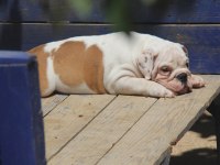 ŞİŞKO BULLDOG ÇOCUK