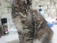 Show Kalitesinde Muhteşem Maine Coon Dişi