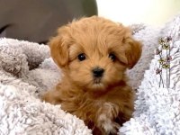 A KALİTE EV DOGUMLU MALTİPO YAVRULARİM