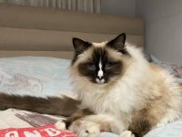 SAFKAN RAGDOLL KEDİMİZ