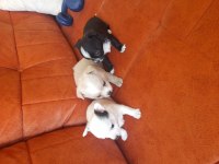 Sahiplendirme chihuahua