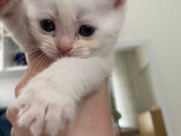 Safkan british shorthair dişi yavru yeni yuvasını arıyor