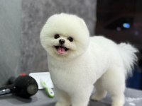 Ayı surat teddy boo yavrular