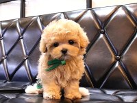 Kore Maltipoo Bebeklerım
