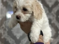 Sahiplendirmeye hazır maltese boncuklarımız