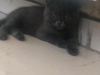 Oyuncu british shorthair dişi tuvalet eğitimi var 2 aylık