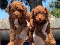 Toy poodle yavrularımız