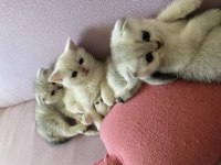 Scottish fold kediler Kaçıran üzülür