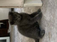 Çok sağlıklı Scottish Fold yavrular