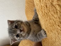 Dişi Scottish Fold yavrumuz yeni yuvasına gitmeye hazır