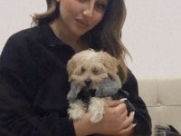 Maltipoo 5 aylık
