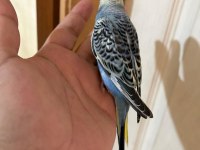37 GÜNLÜK OĞLAN BEBEK MUHABBET KUŞU