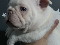 LİLAC AND TAN PLATİNUM ERKEK FRENCH BULLDOG İZMİR