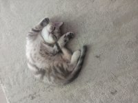 British shorthair tabby
