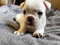 Yeni aileye hazır french bulldog yavrular