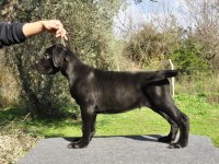 şecere belgeli ırk ve sağlık garantili cane corso yavrular