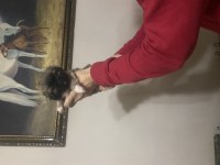 Pekinez yavrularımız yeni yuvalarını arıyorlar