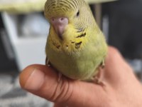 Yeni yeme düşen Jumbo muhabbet kuşu yavrular