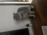 1.5 yaşında erkek scottish fold