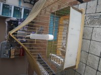 Satılık kanaryalar