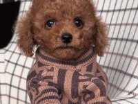 Mükemmel Yapılı Toy Poodle Yavruları