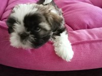 Aile ortamında shih tzu bebekler