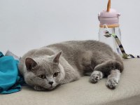 British shorthair kedimiz