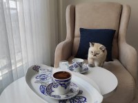 British blue point kızım yeni yuvasını arıyor