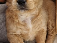 kendi golden retriever yavrumuz