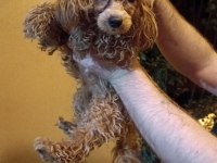 Sağlık garantisiyle a kalite toy poodle