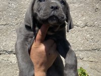 IRK VE SAĞLIK GARANTİLİ CANE CORSO YAVRULARI