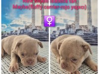 A Kalite French bulldog yavrular