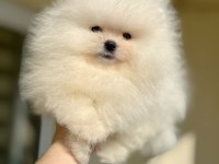 TEACUP BEYAZ AYICIK POMERANİAN BOO