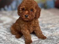 Toy Poodle Yavrular