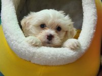 Maltese Terrier Malta