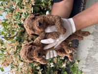İçinizi ısıtan toy poodle bebekler