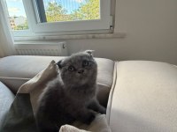45 Günlük Gri Scottish Fold Teslime Hazır