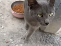 TAMAMEN ÜCRETSİZ RUSSİAN BLUE