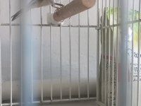 Dişi ve Erkek Saka Yavru Kuşlarım