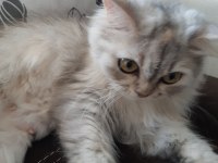 Çok güzel chinchilla kedim yeni yuvasını arıyor