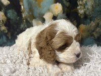 Original özel ırk Cavapoo yavruları