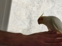 4 aylık sultan papağanı lutino kırmızı göz