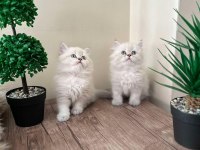 British longhair iki adet kedimiz