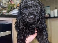 2 aylık siyah erkek Toy Poodle yavrusu