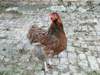 Red blue wyonted kuluçkalık yumurta