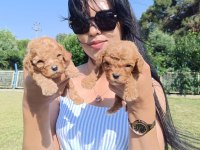 Maltipoo yavrularım çok sevimliler
