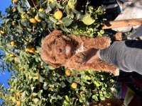 Ev ortamında büyüyen küçük maltipoo bebekler